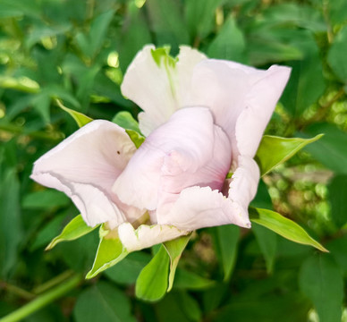 牡丹花特寫