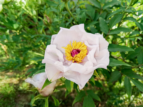 菊花花卉綻放