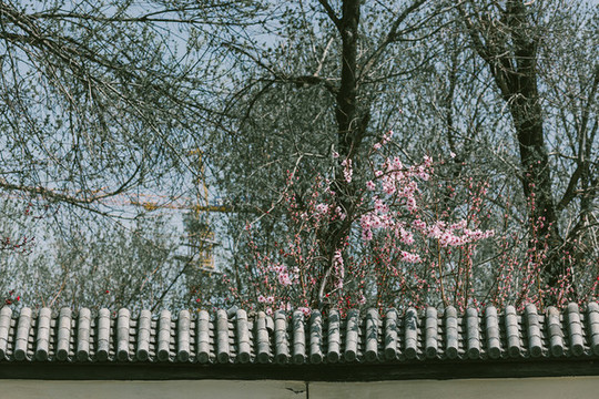 桃花園