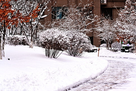 春雪