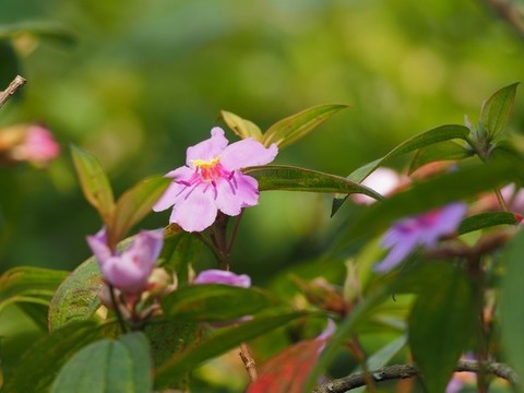 野牡丹