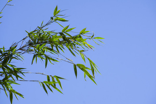 向往藍(lán)天的竹子
