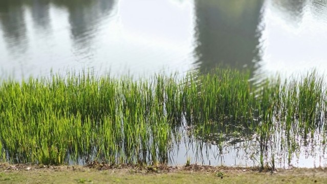 河畔青草