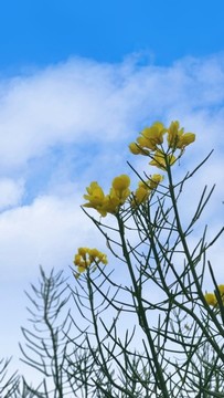 藍(lán)天白云油菜花