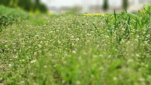 草地