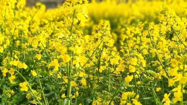 油菜花特寫