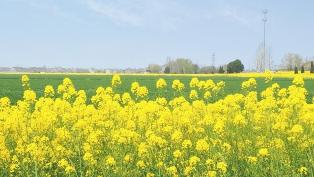 油菜地遠(yuǎn)眺
