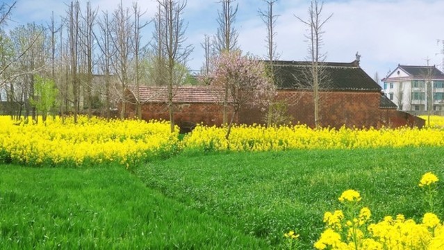 農(nóng)村菜花田