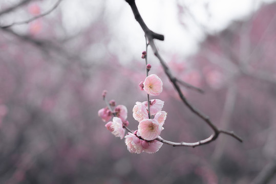 梅花枝條鮮花特寫水墨畫效果