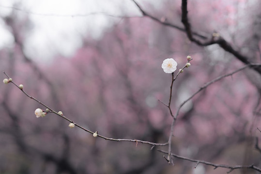梅花枝條鮮花特寫(xiě)水墨畫(huà)效果