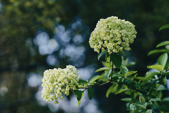 白色花朵中華木繡球春天風景