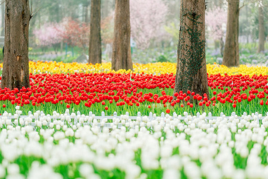 郁金香花海春天綠色背景
