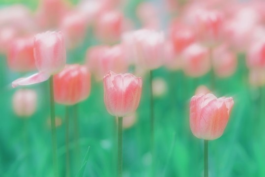 郁金香花海春天綠色背景