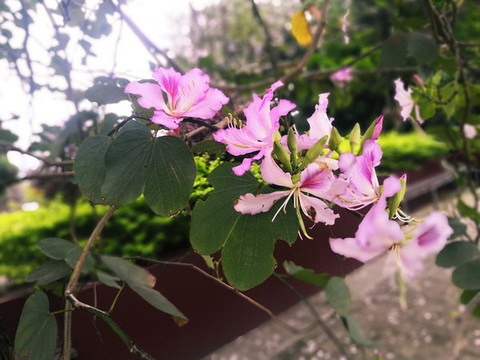 粉紅色洋紫荊花