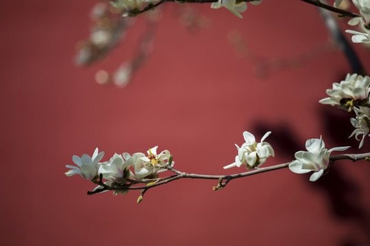 玉蘭