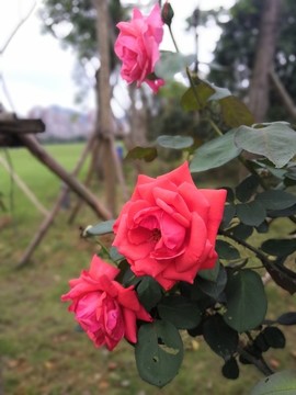 紅色月季花