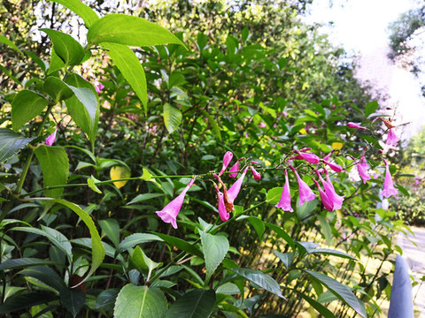 叉花草花