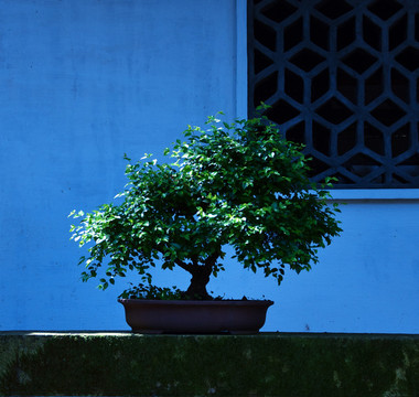 盆景