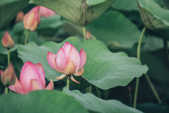 紅粉荷花盛開(kāi)在荷塘里
