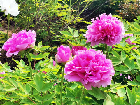 牡丹花