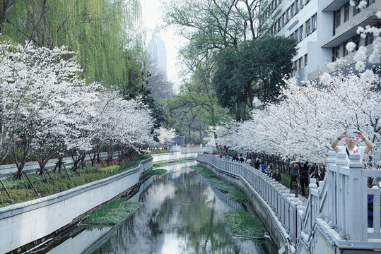 春天白色櫻花樹林公園