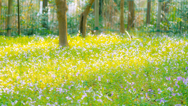 春天戶外二月蘭紫色花海花園