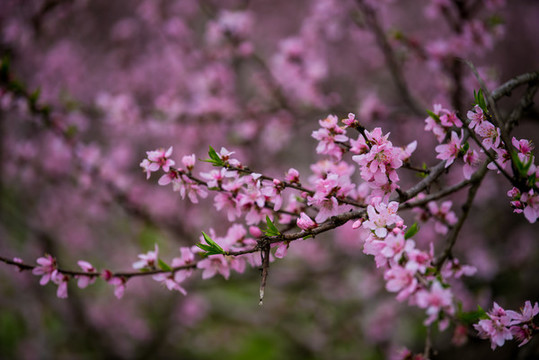 桃花