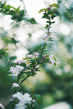 春天西府海棠花花開(kāi)綠色背景