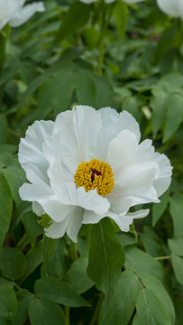 白牡丹花