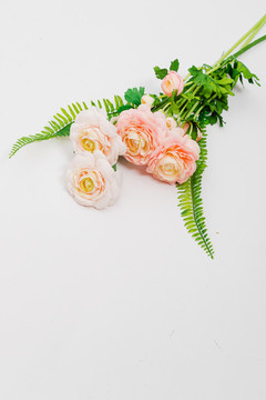 母親節(jié)花朵花卉素材白色背景