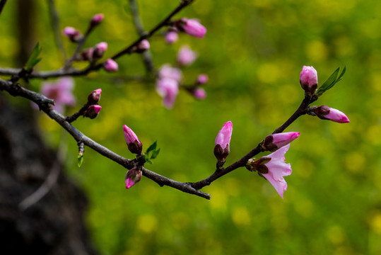 桃花
