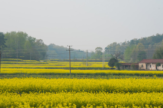 油菜花