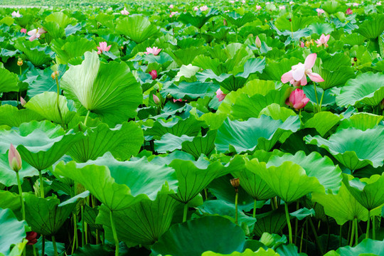 夏季荷花花叢立夏綠色背景