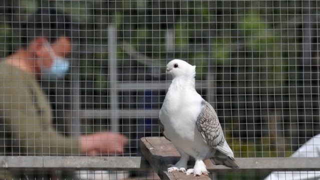 筋斗鴿