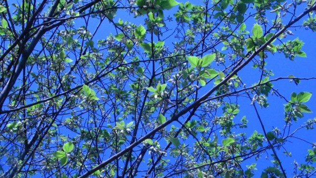 構(gòu)樹