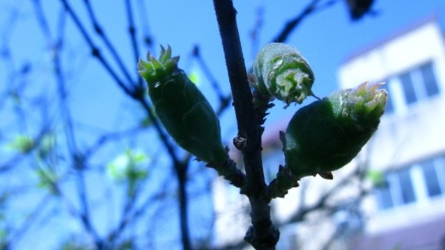 梅花