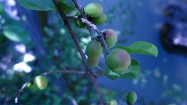 雀梅