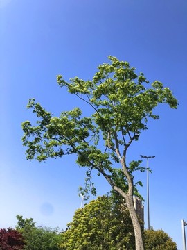 綠樹