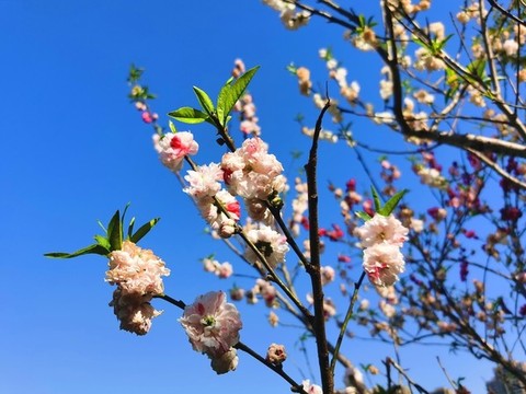 櫻花