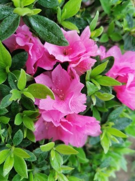 杜鵑花