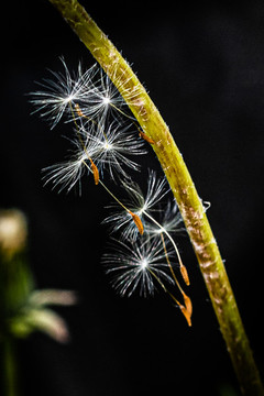 蒲公英小草