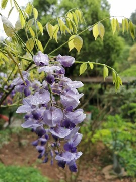 紫藤花