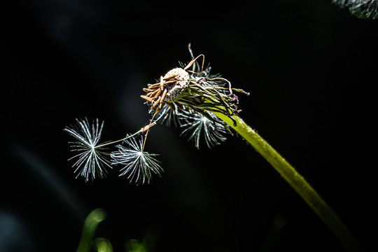 蒲公英藍天