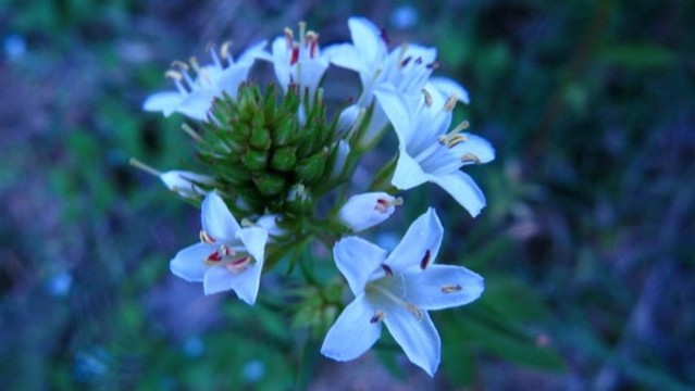 澤珍珠菜