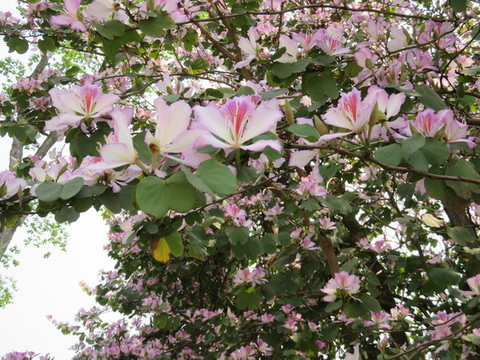 紫荊花素材