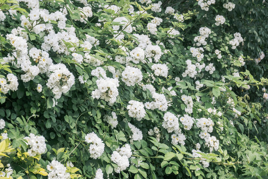 薔薇花墻