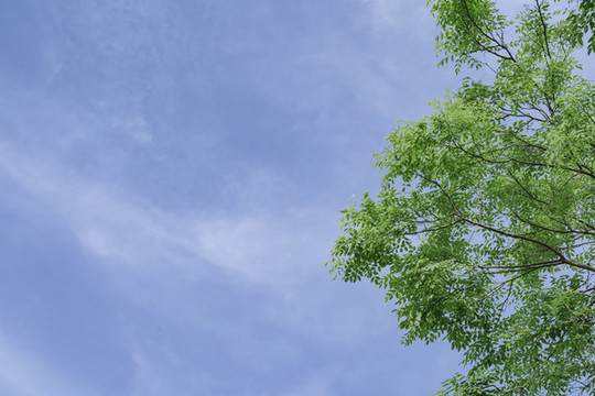 森林樹(shù)木