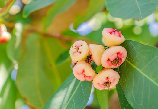 夏日暖陽(yáng)花卉植物