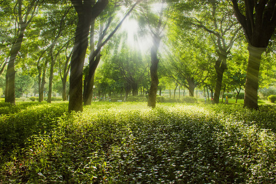 森林公園