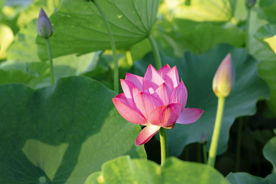 夏季荷花